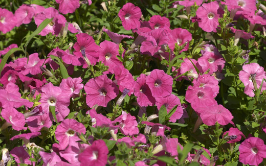 679845 (a): :2560x1600